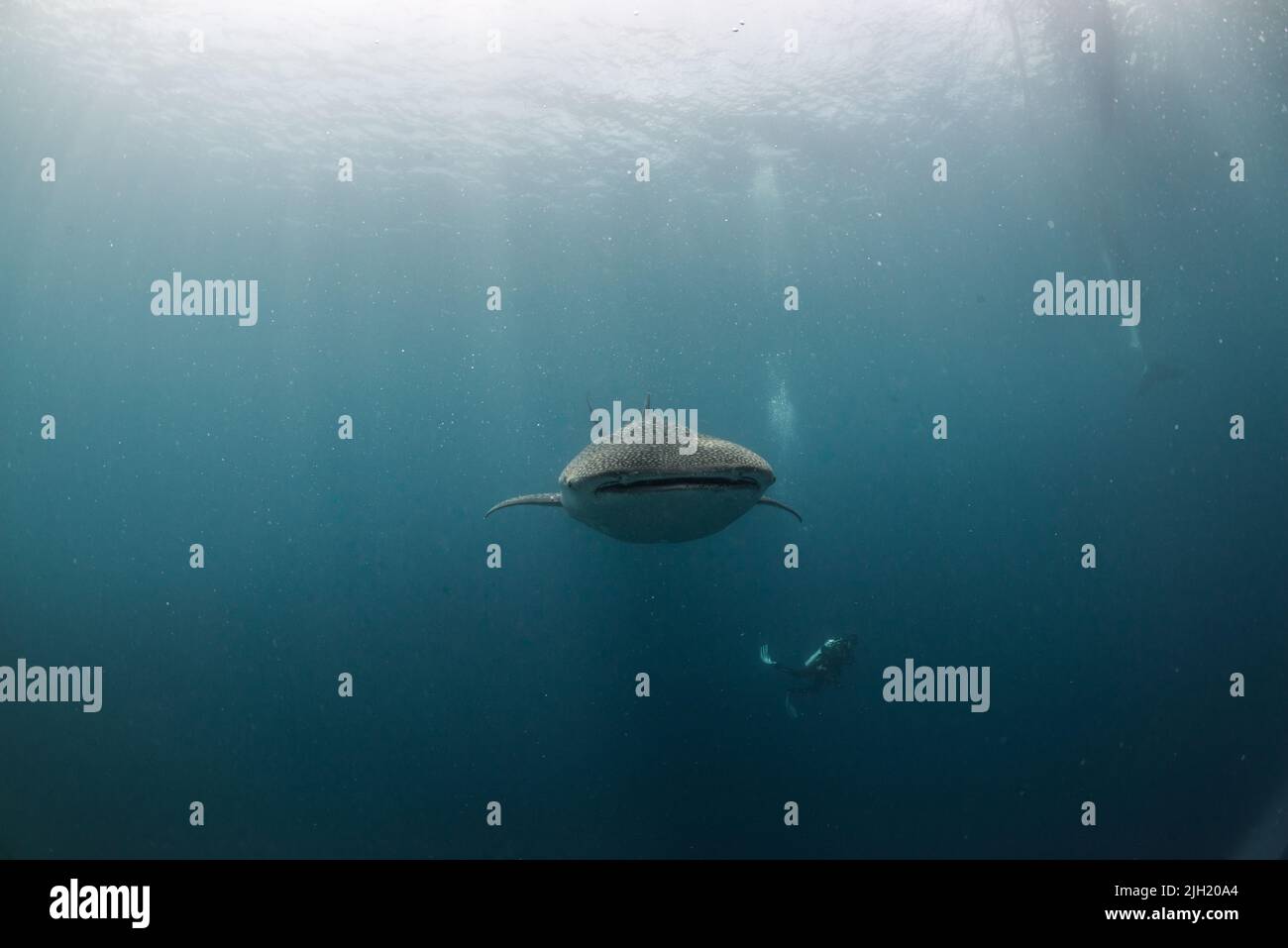 Whaleshark Banque D'Images