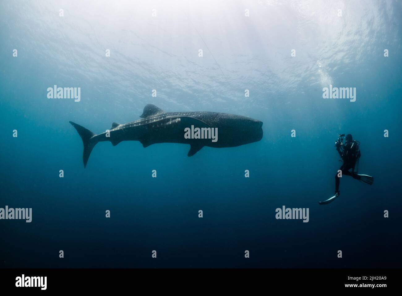 Whaleshark Banque D'Images