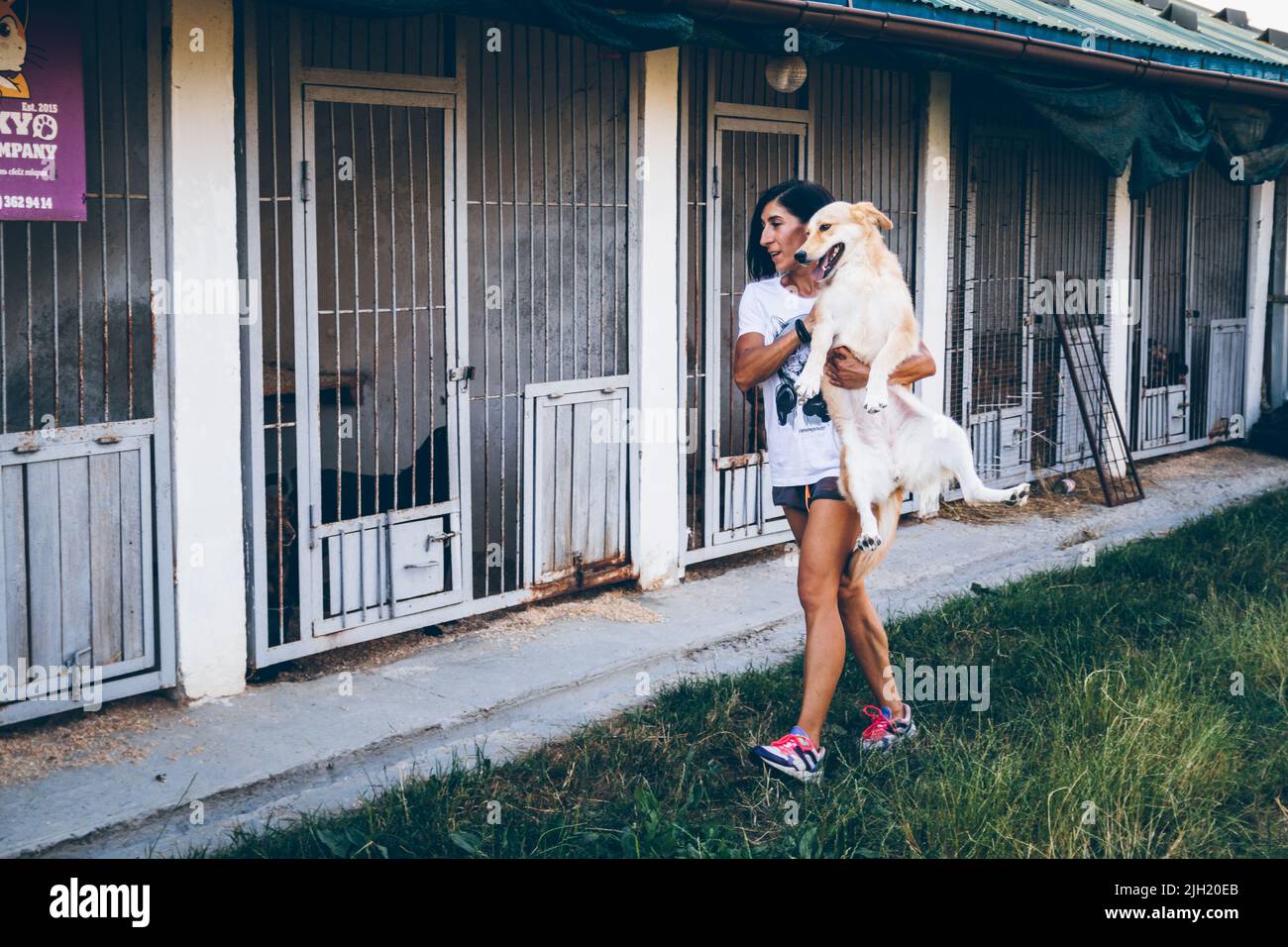 Un volontaire tient ​​in bras un grand chien errant et le porte à l'enceinte. Les volontaires aident les animaux ukrainiens. Aide aux animaux. Uzhhorod, Ukraine Banque D'Images
