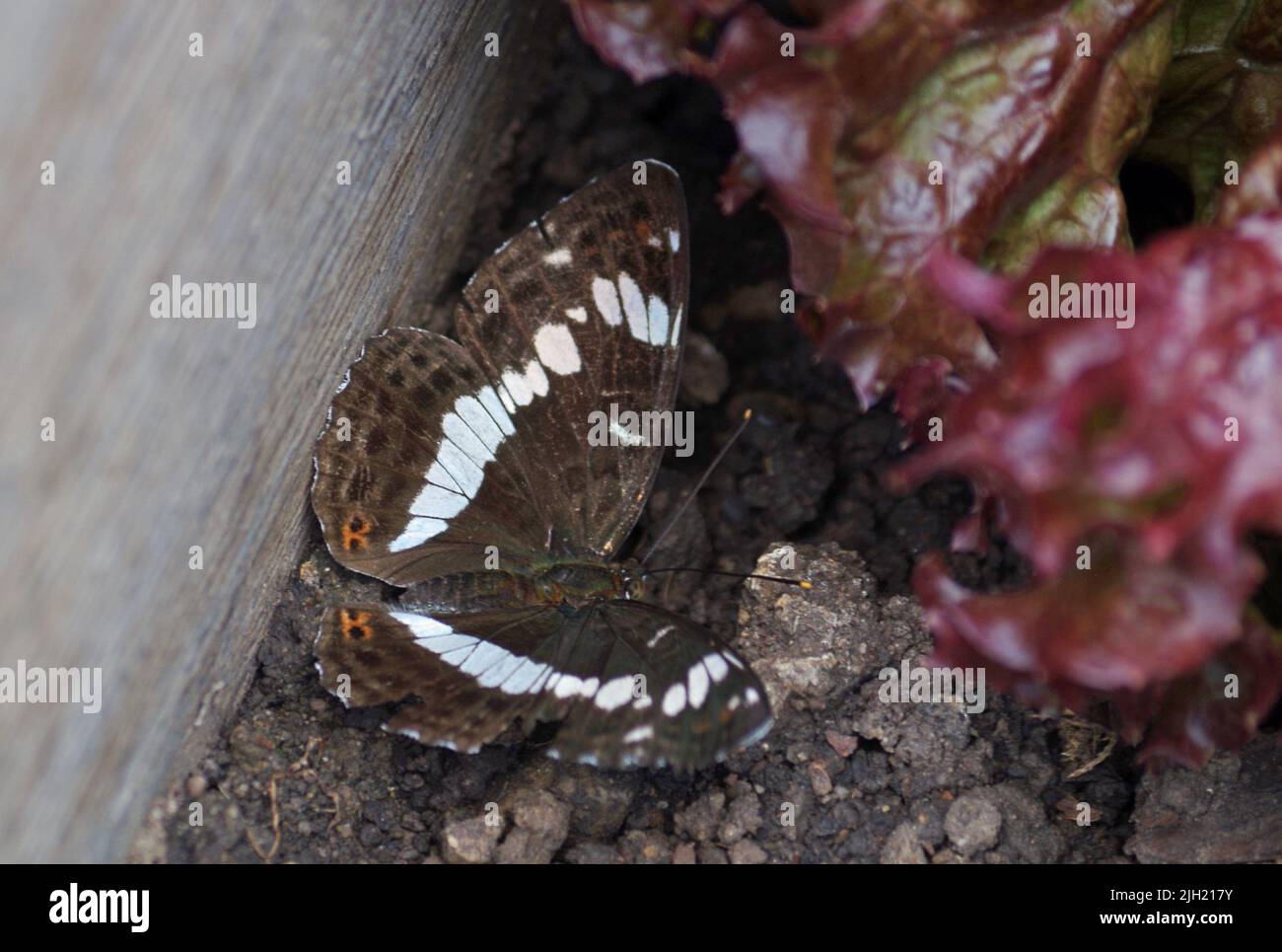 Limenitis camilla. Banque D'Images