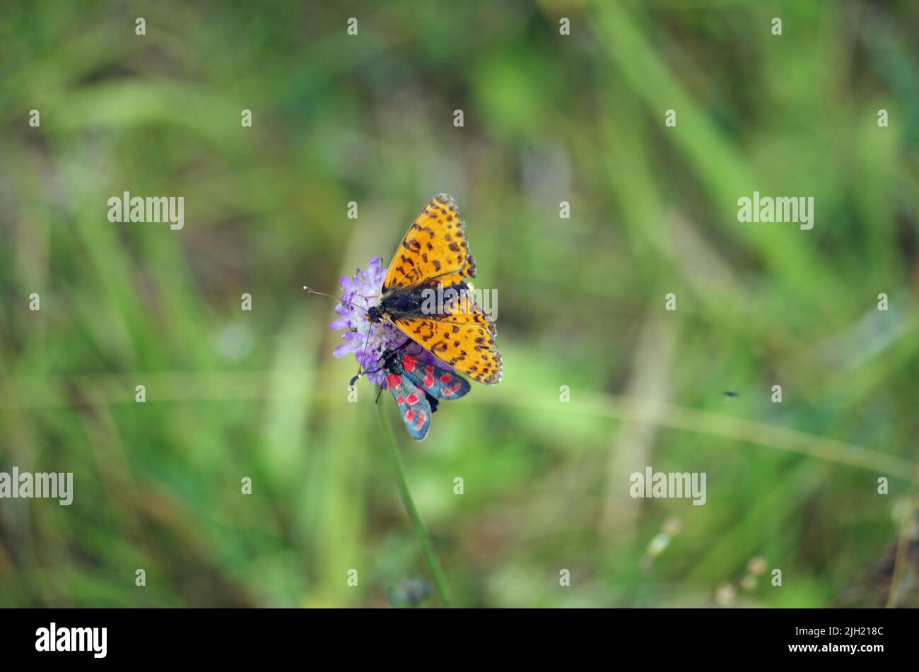 Butterflys sur une prairie. Banque D'Images