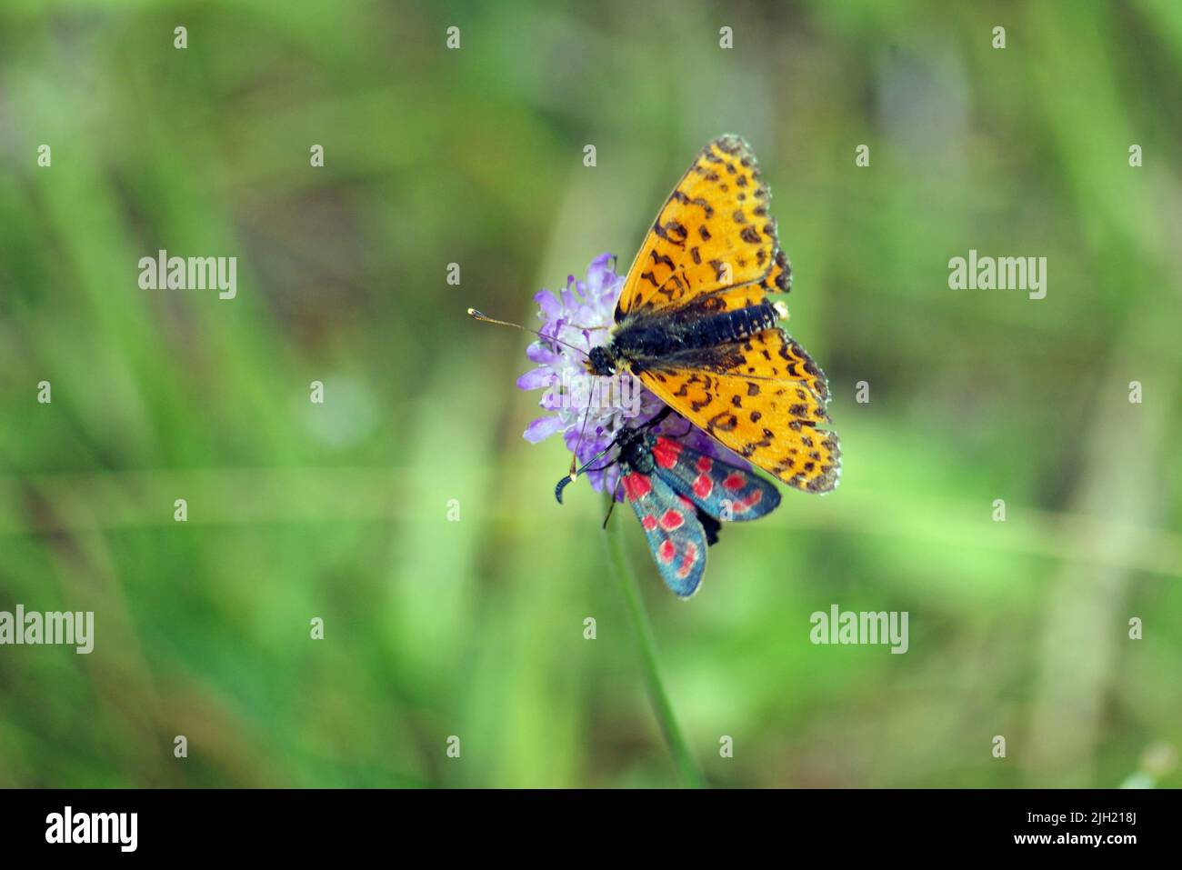 Butterflys sur une prairie. Banque D'Images
