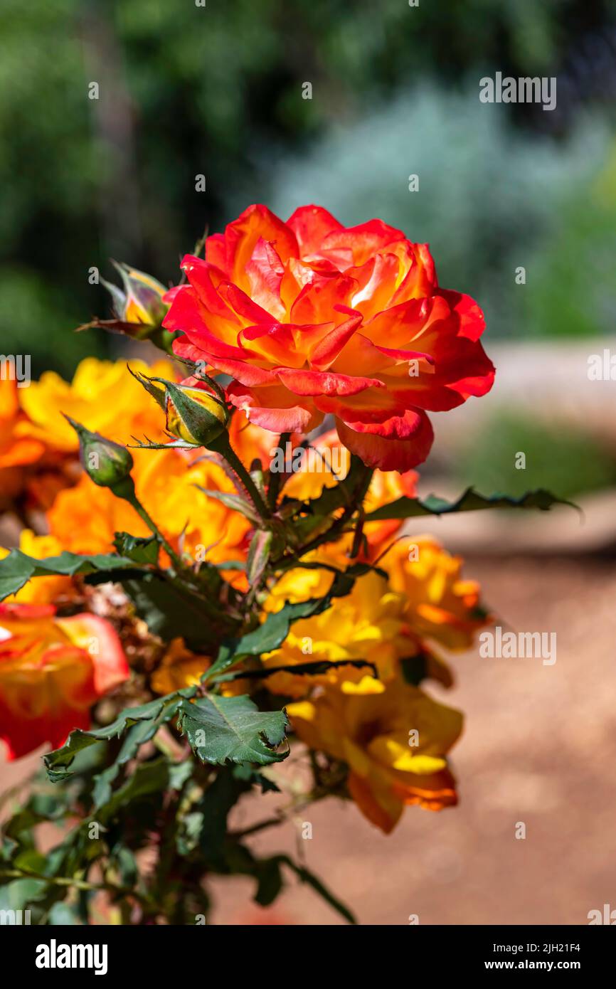 fleurs roses rouges jaunes gros plan sur un arrière-plan flou de la nature Banque D'Images