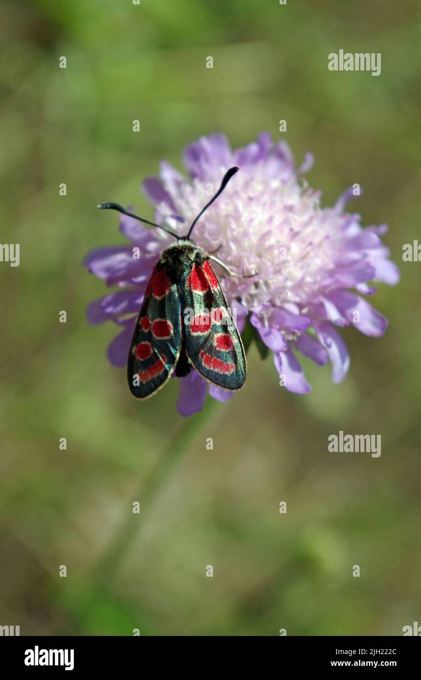 Cygans Insekt. Papillon de la goutte de sang. Banque D'Images