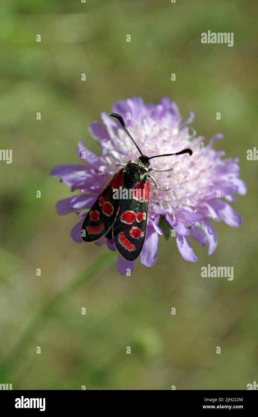 Cygans Insekt. Papillon de la goutte de sang. Banque D'Images