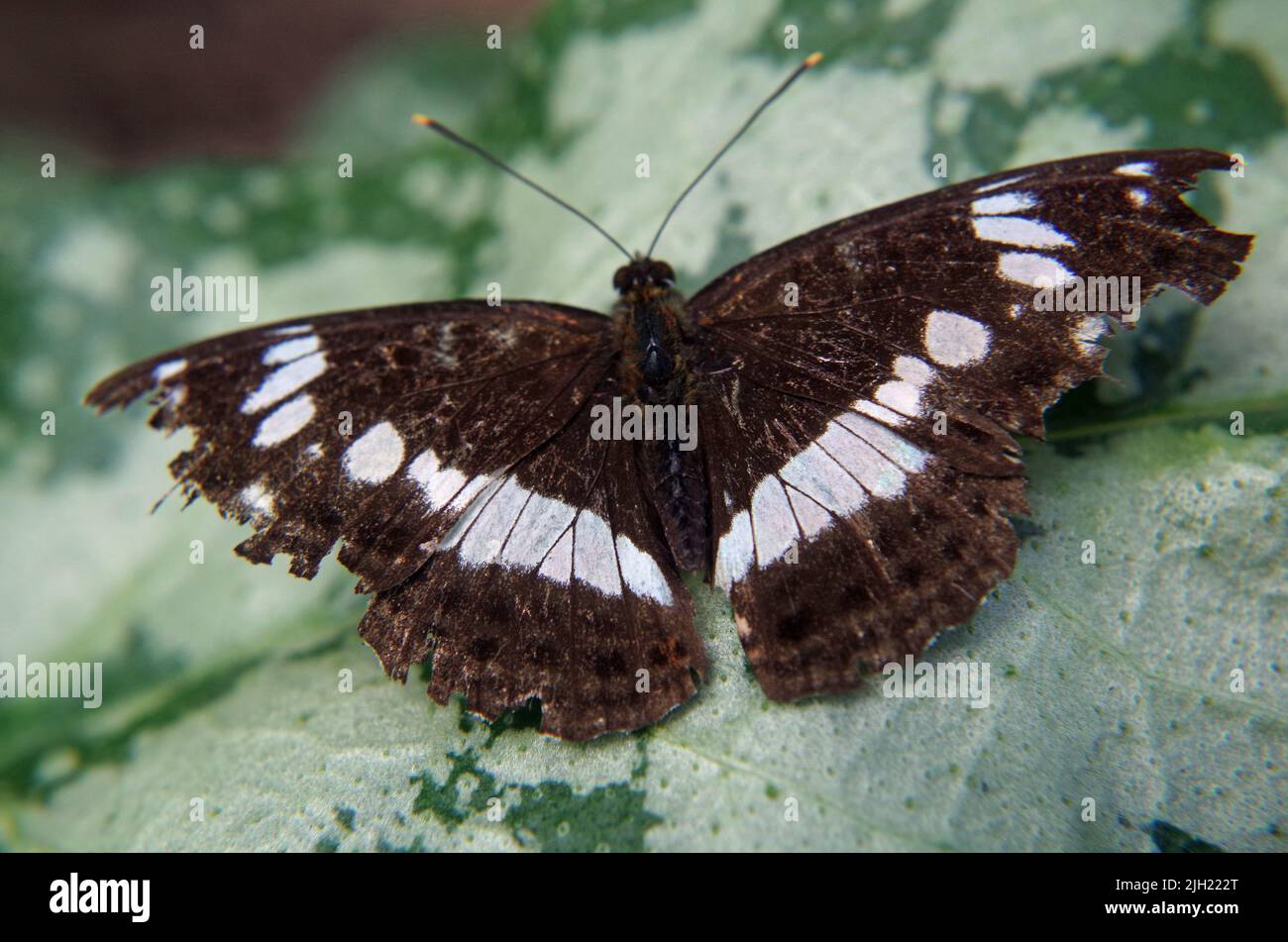 Limenitis camilla. Banque D'Images