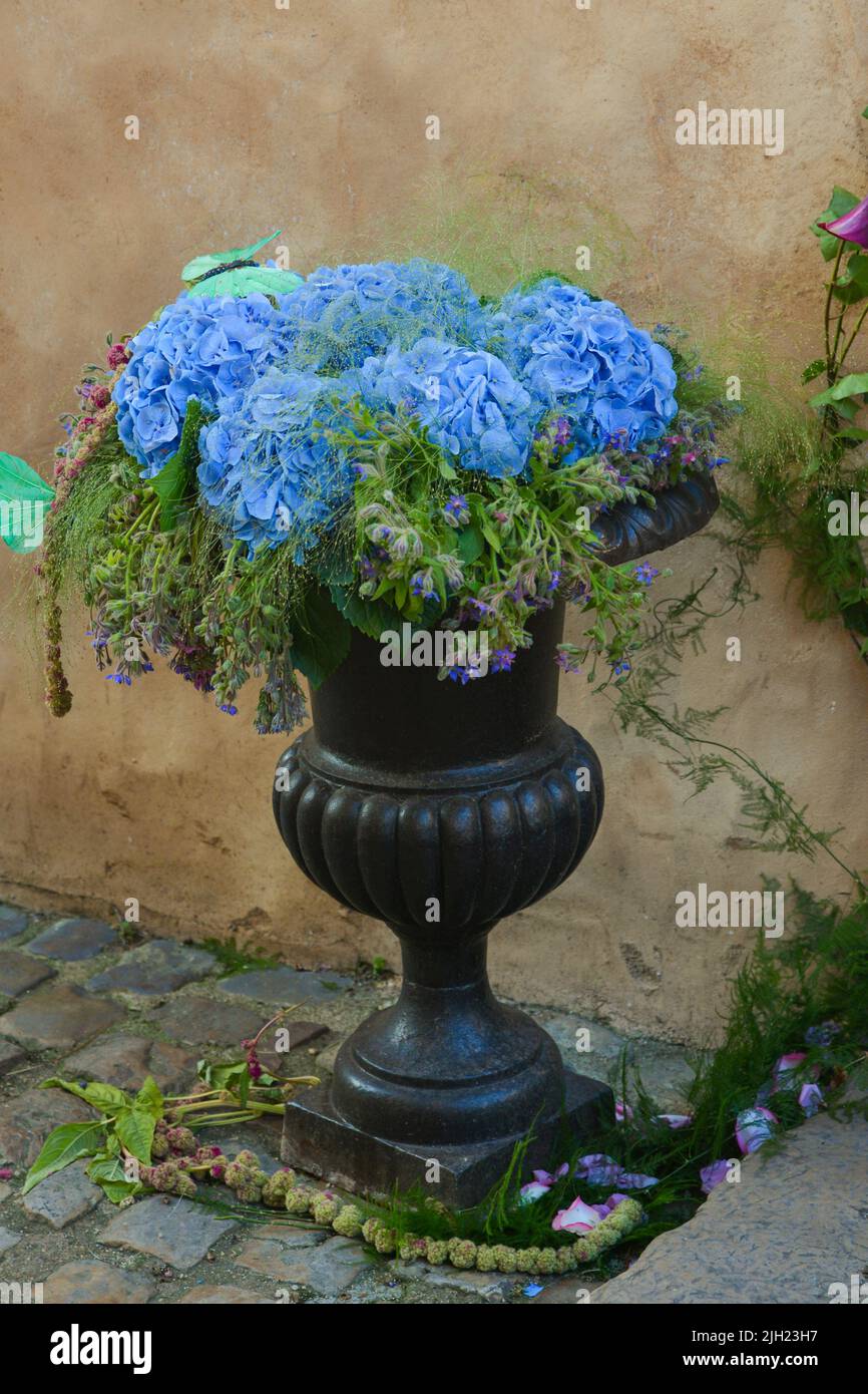Fleurs d'hortensia bleu dans un pot Banque D'Images