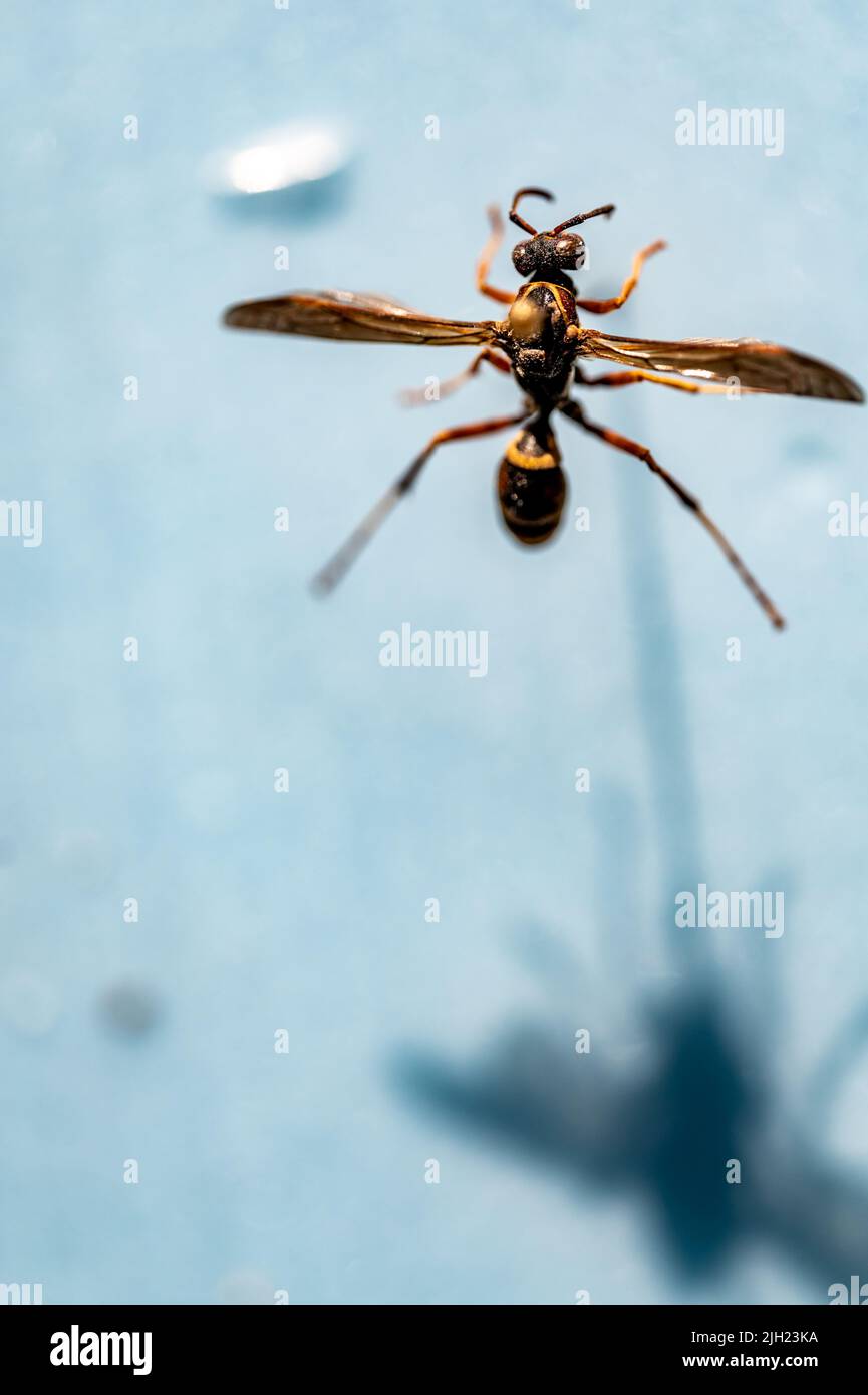 Accent sélectif sur l'insecte de la guêpe de papier clavetée suspendu sur une surface vierge. Banque D'Images