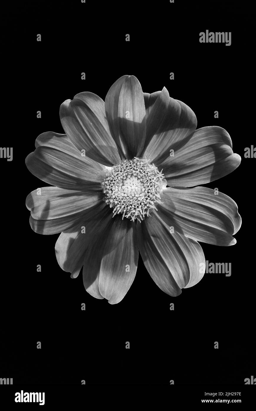 Fleur Dalia sur fond noir-1 Banque D'Images