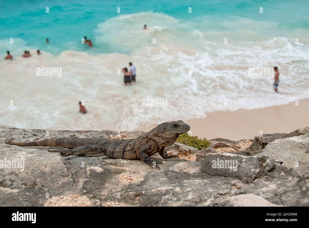 Iguana se reposant au sommet de la falaise dans l'ancienne ville de Tulum Banque D'Images