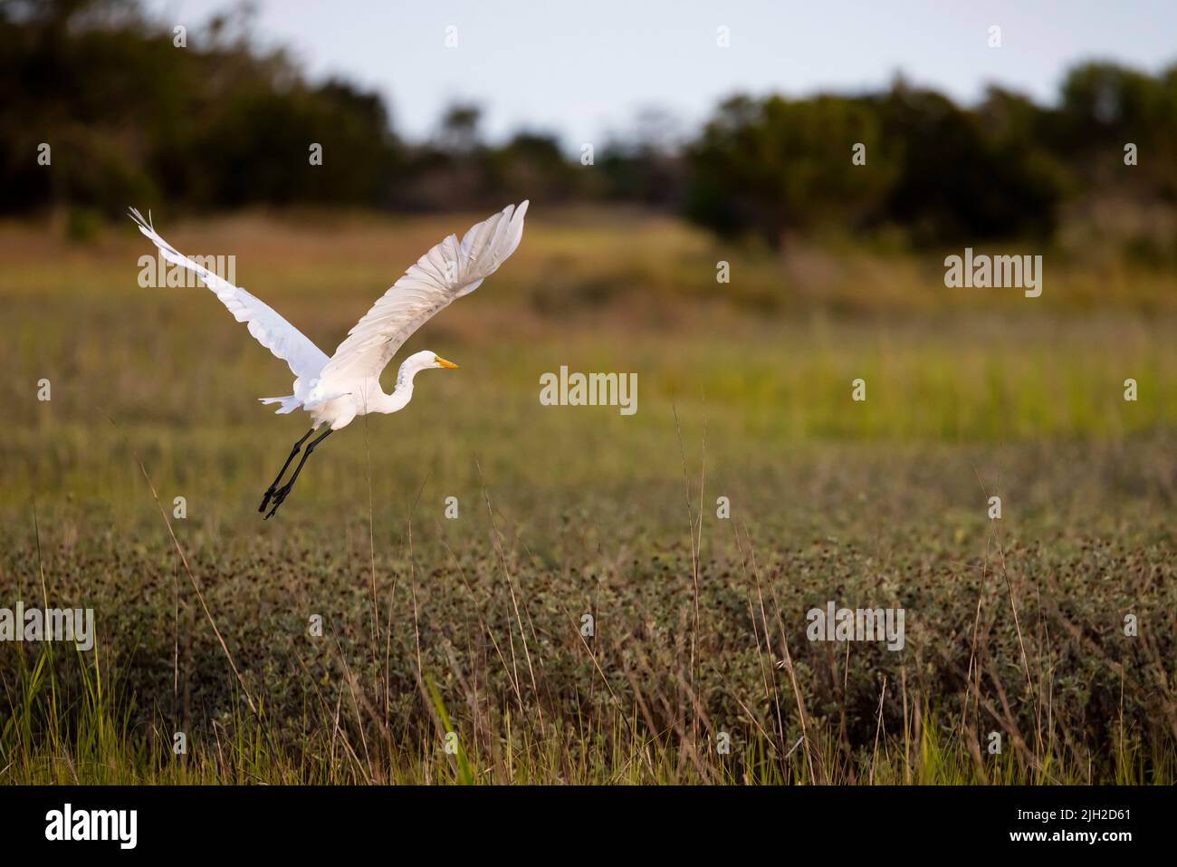 Un héron blanc déchaîne dans les marais près de Charleston, SC. Banque D'Images