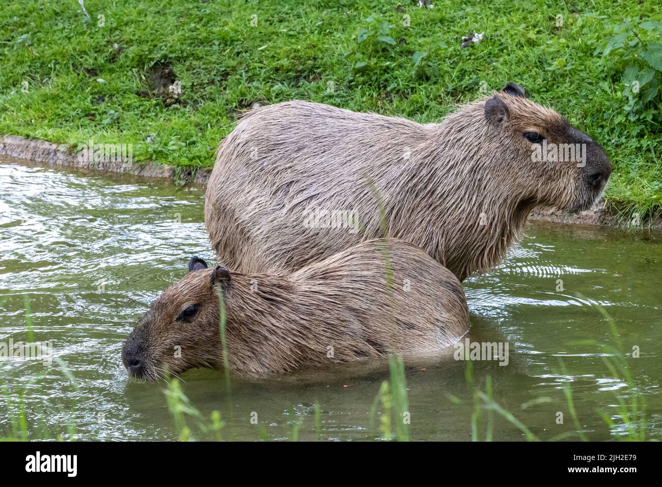 Le capybara, Hydrochoerus hydrochaeris est un mammifère originaire d'Amérique du Sud. C'est le plus gros rongeur du monde. Banque D'Images