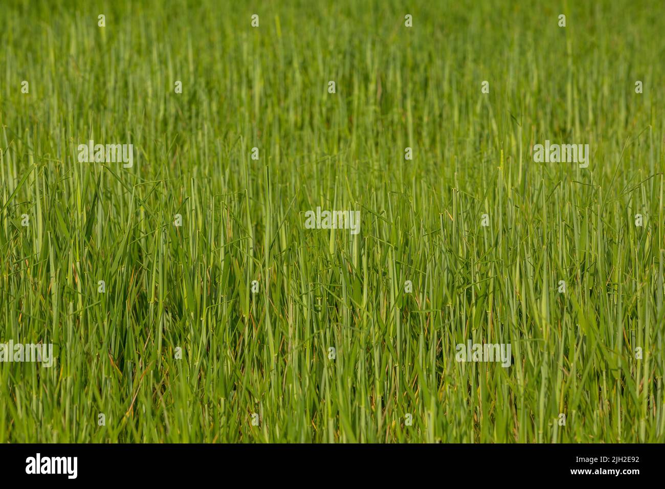 Champ vert et herbe, champ de culture du blé en Turquie. Banque D'Images