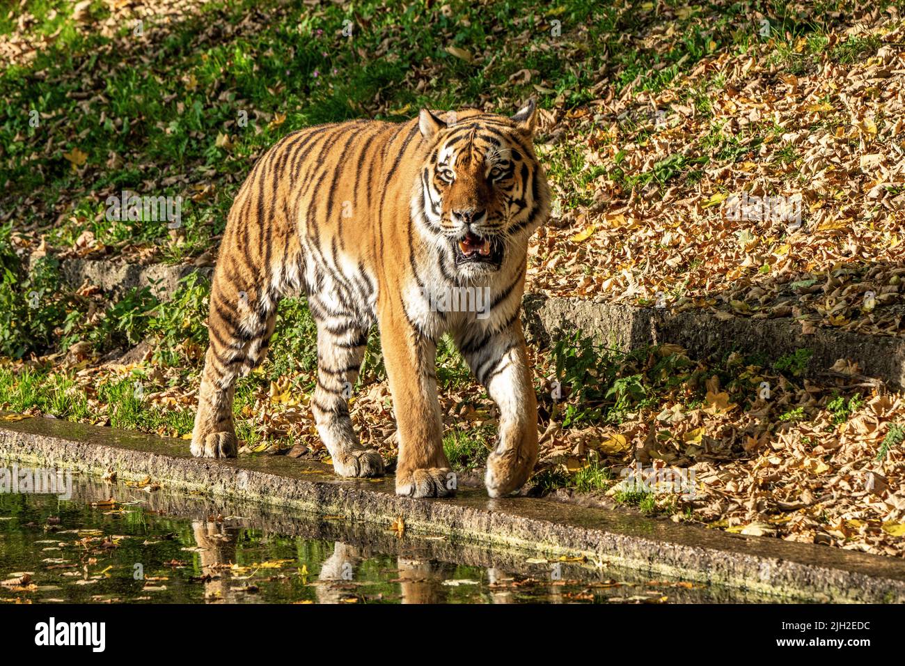Le tigre de Sibérie, Panthera tigris altaica est le plus grand chat dans le monde Banque D'Images