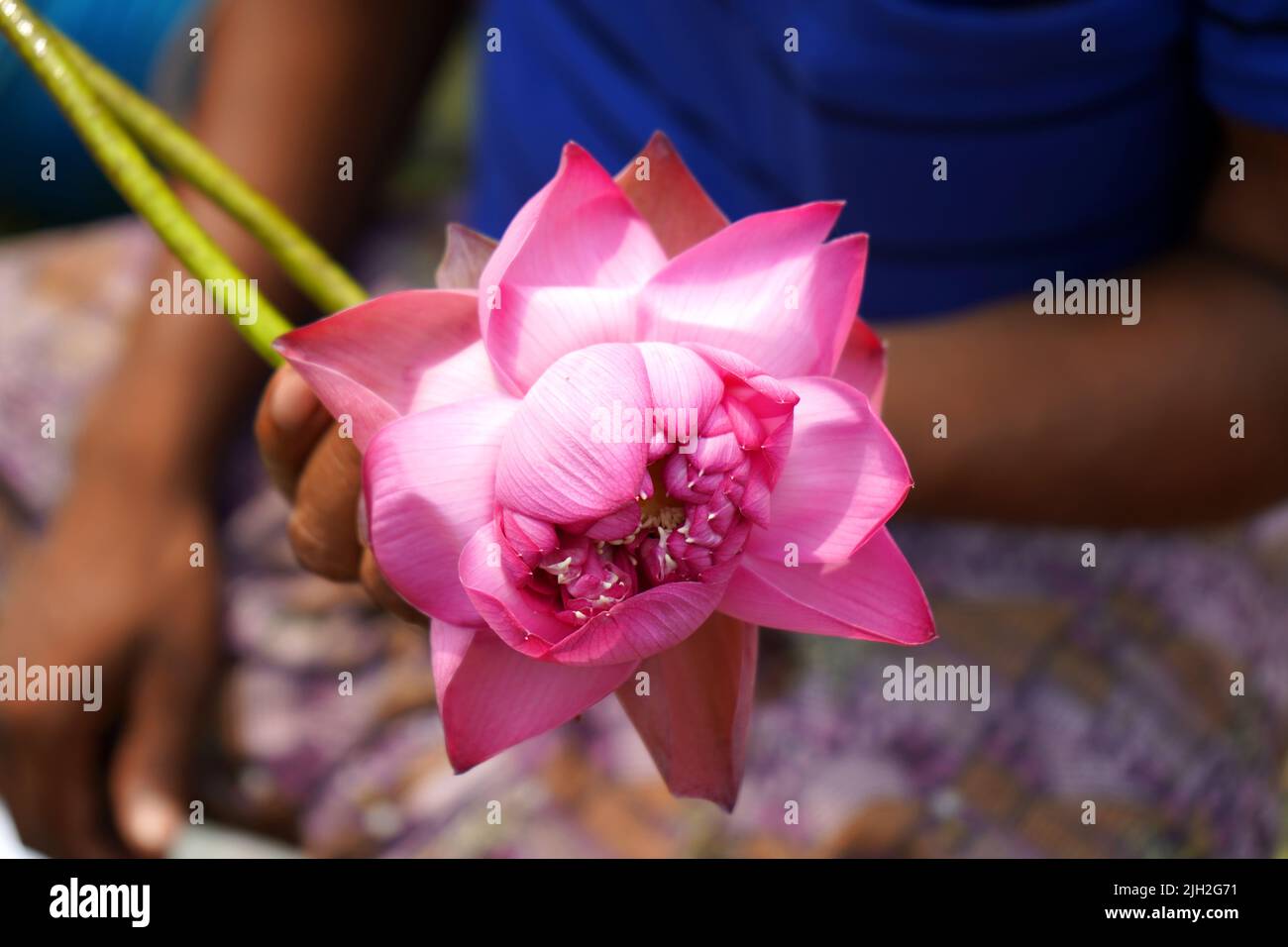 UNE FLEUR DE LOTUS NOUVELLEMENT FLORISSANTE Banque D'Images