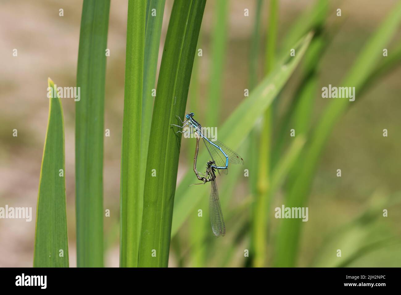 Commun bluet commun ou bleu damselfly Enallagma cyathigerum accouplement. Banque D'Images