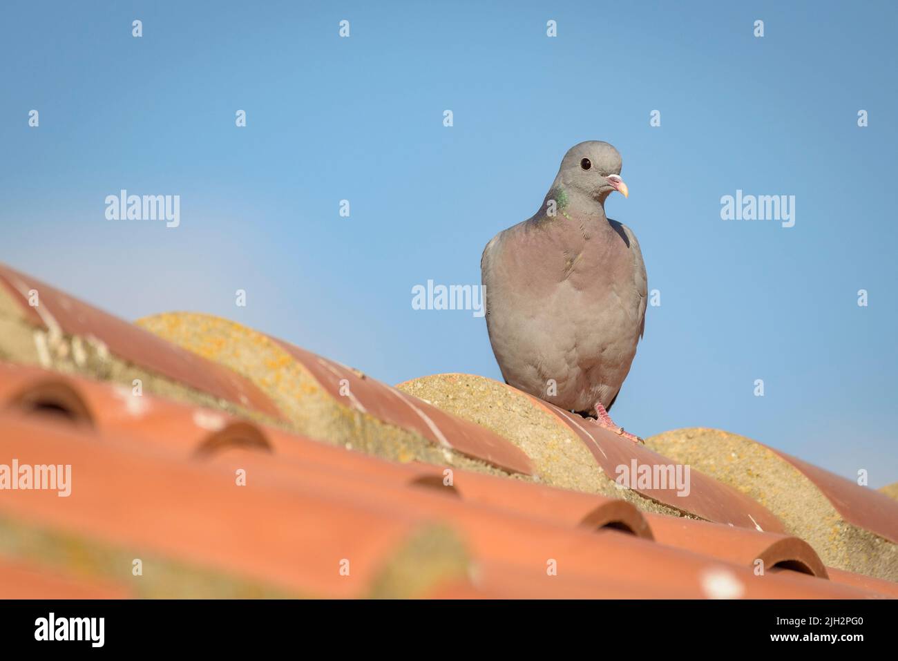 Pigeon en bois commun (Columba palumbus) dans les zones arides de la plaine de Lleida (nord de l'Espagne) au printemps (Lleida, Catalogne, Espagne) ESP: Una paloma torcaz Banque D'Images