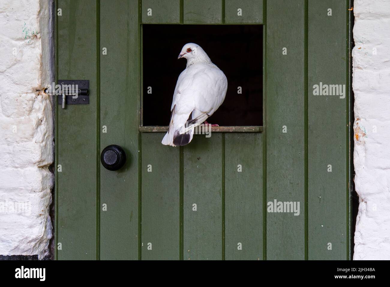 Pigeon domestique blanc assis dans l'écart de la porte verte de la grange à la ferme Banque D'Images