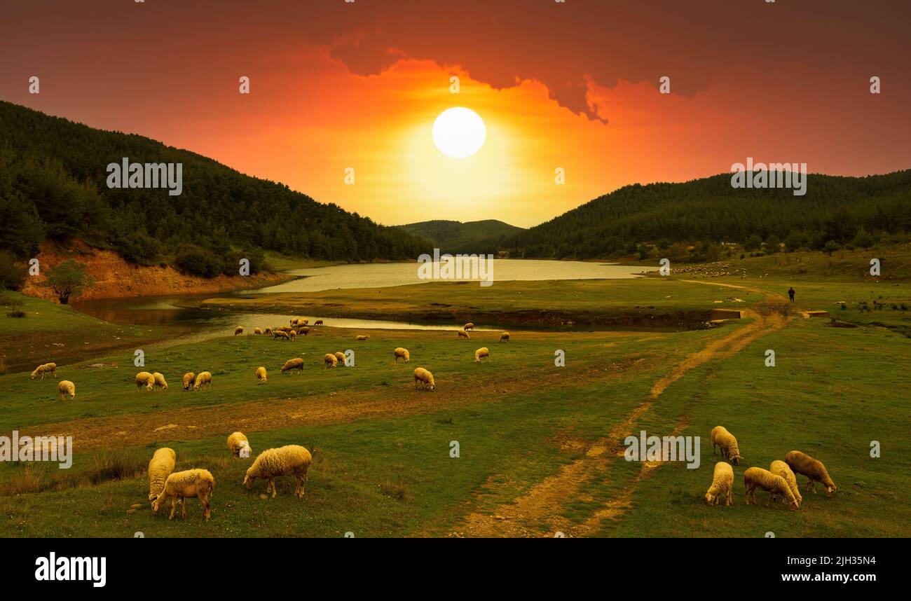 Troupeau de moutons broutant dans la prairie au coucher du soleil. Moutons dans le lac et paysage forestier. Banque D'Images
