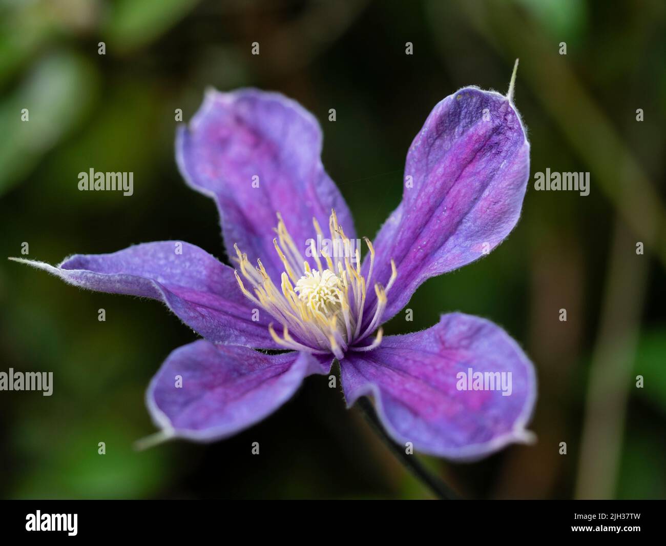 Fleurs bleues des clematis herbacés herbacés compacts, lematis (groupe integrifolia) 'Arabella' Banque D'Images