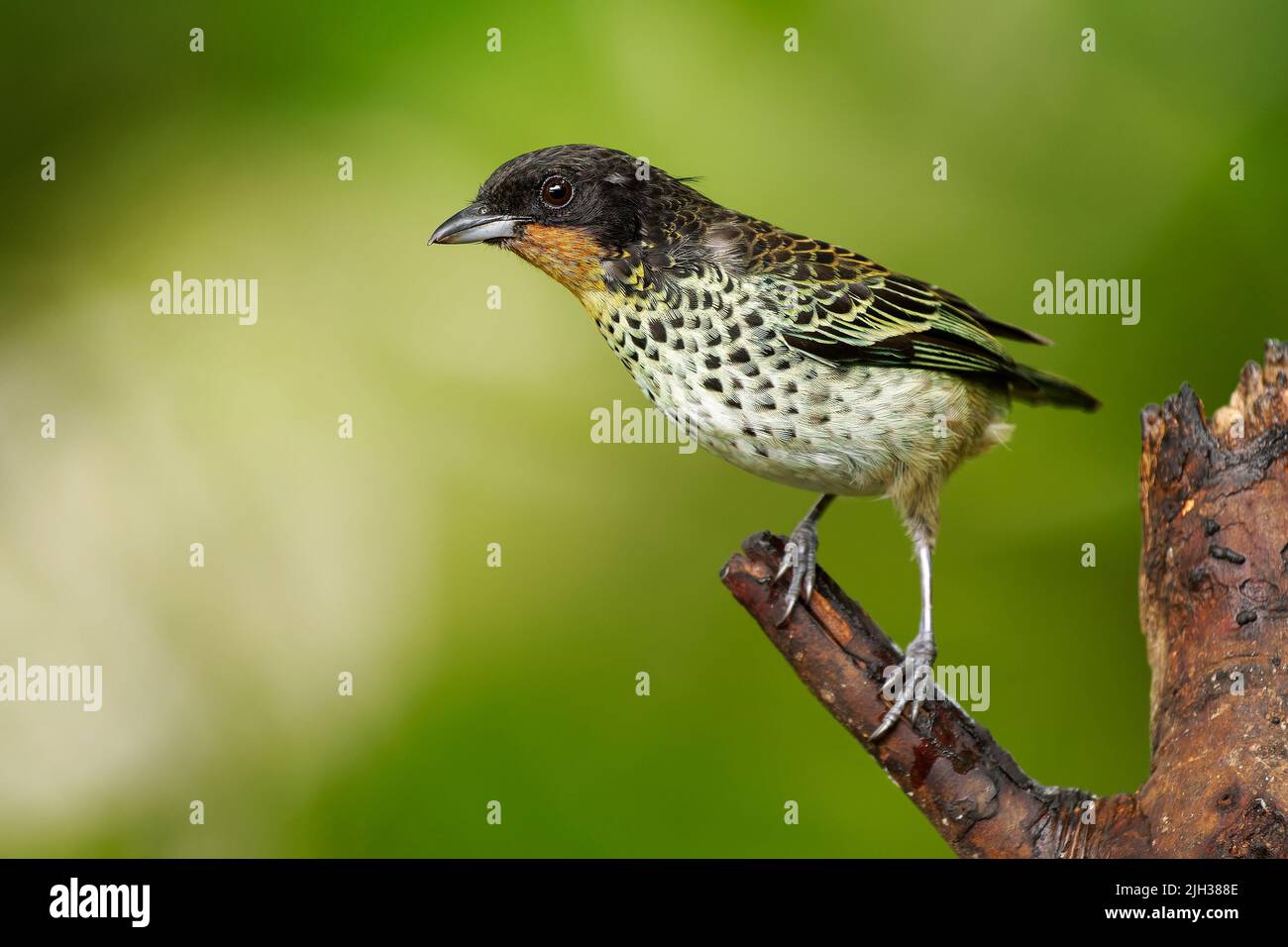 Tanager à gorge roufeuse - Ixothraupis rufigula oiseau dans Thraupidae, trouvé en Colombie et en Equateur dans les forêts subtropicales ou tropicales humides de montagne et Banque D'Images