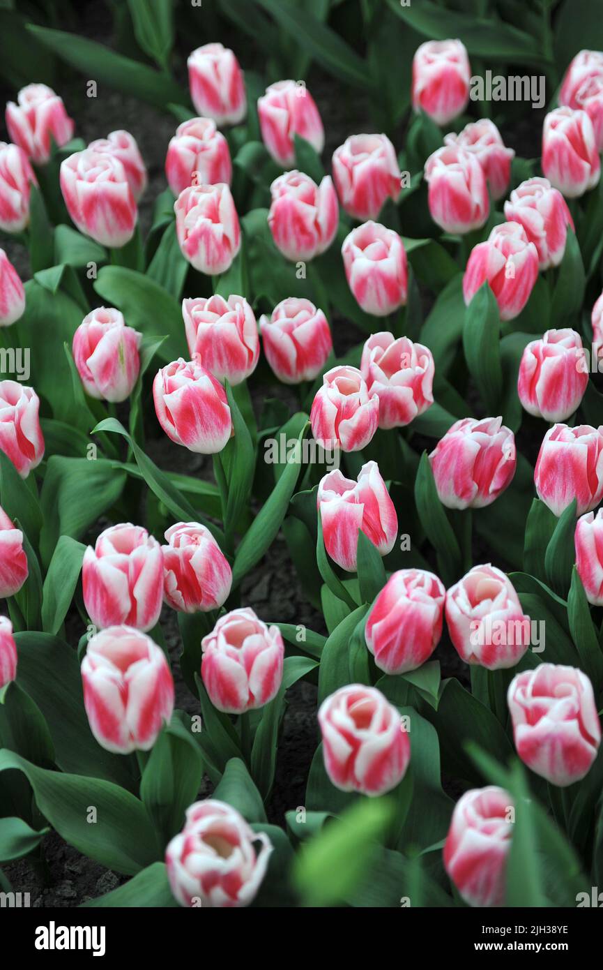 Tulipes rouge et blanc (Tulipa) de plaisir fleurissent dans un jardin en avril Banque D'Images