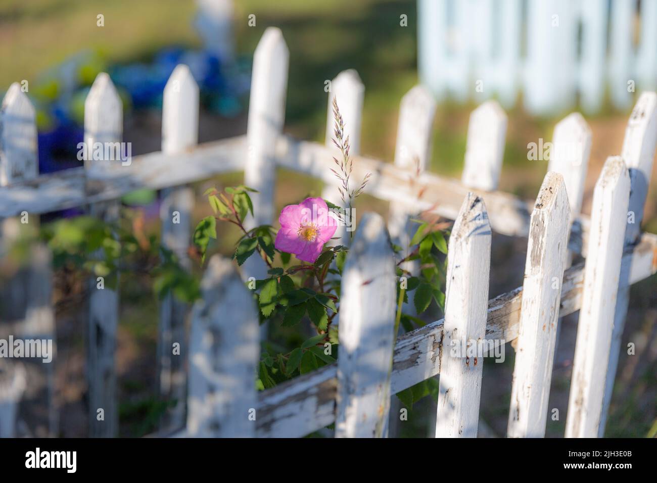 Wildrose grandit au milieu d'une tombe en bois clôturée dans un cimetière, dans la communauté autochtone du nord de Deline, Territoires du Nord-Ouest, Canada Banque D'Images