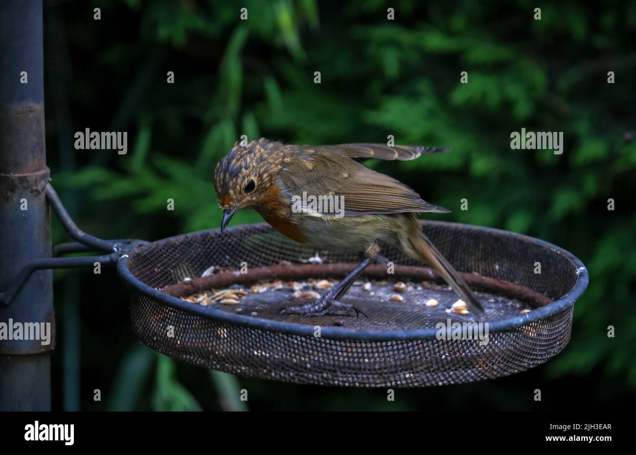 L'oiseau robin juvénile 'erithacus rubecula' se trouve dans le panier pour manger des graines. Les plumes des jeunes oiseaux muent à la couleur rouge orange. Dublin, Irlande Banque D'Images