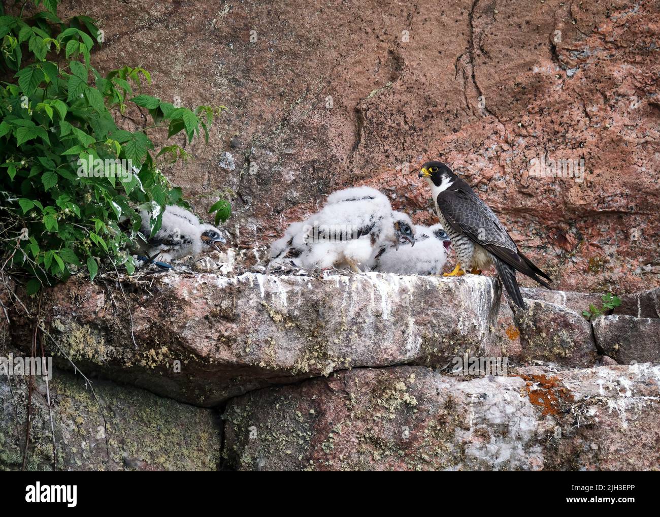 Un faucon pèlerin adulte se dresse avec des poussins âgés de 4 semaines sur une falaise de granit. Banque D'Images