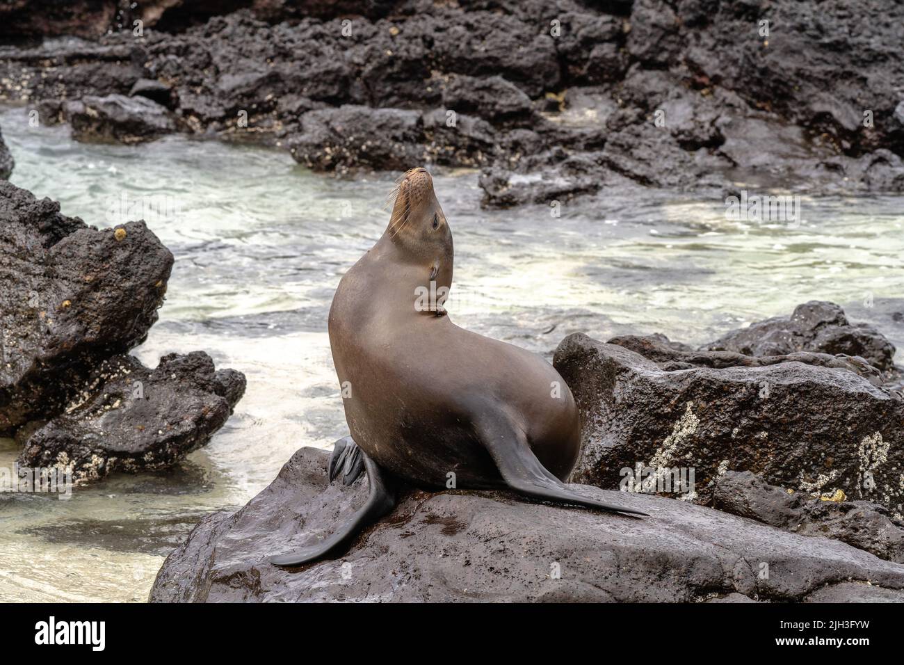 Le Sea lion est installé sur une plage volcanique rocheuse dans les Galapagos, avec son dos voûté Banque D'Images