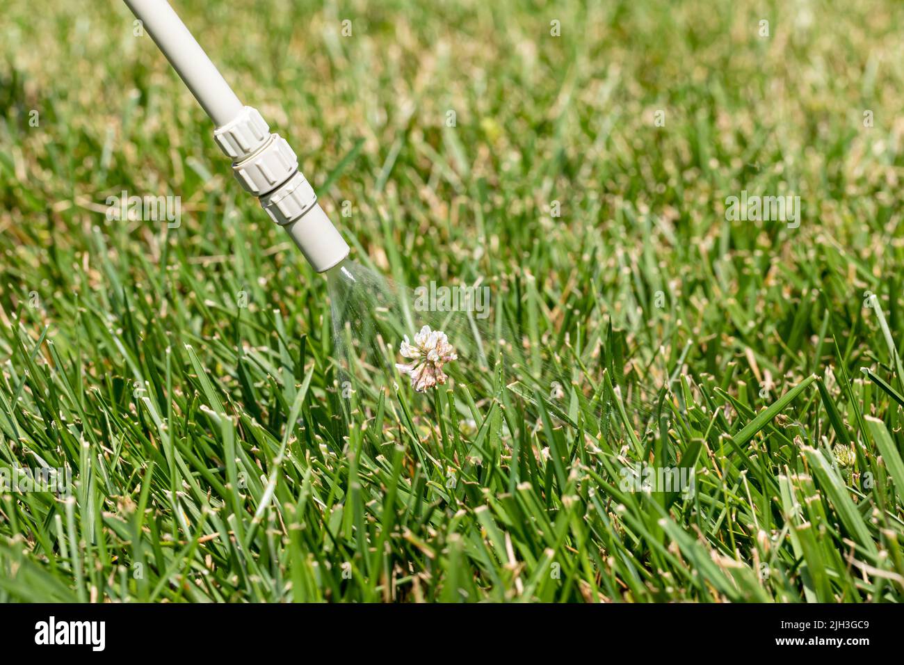 Pulvérisation de mauvaises herbes sur les mauvaises herbes de trèfle blanc dans la pelouse. Lutte contre les mauvaises herbes, soin du gazon et concept d'herbicide. Banque D'Images