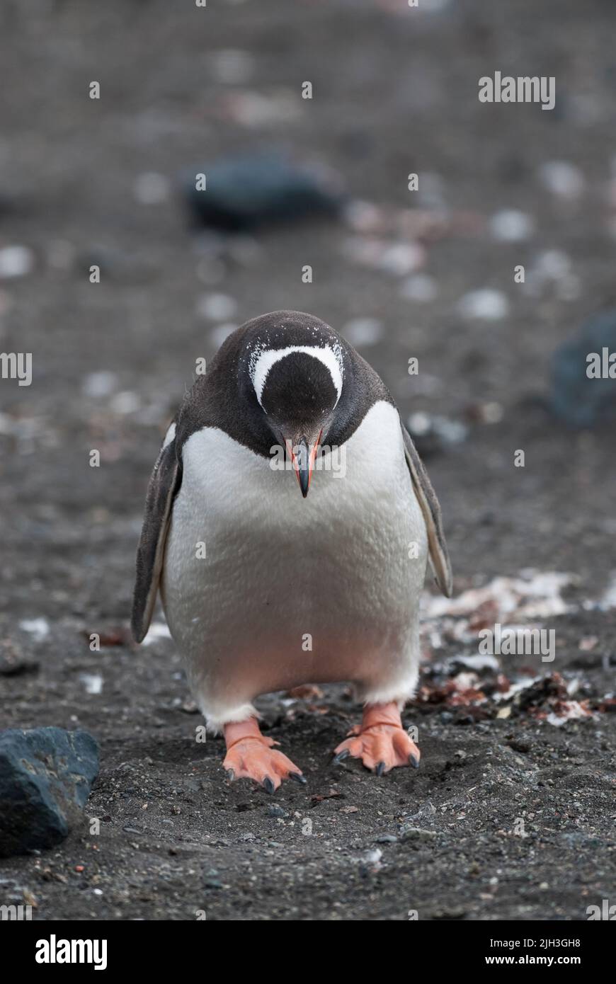 Manchot Gentoo deux spécimens qui flottent leurs ailes, péninsule antarctique, Antartica. Banque D'Images