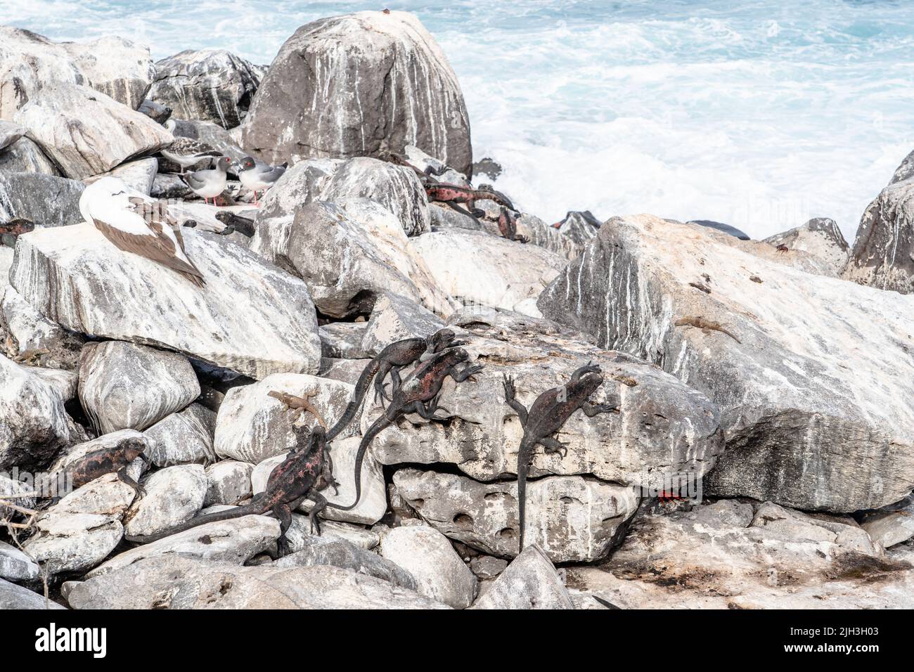 Iguanes marins se bronzant sur les rochers dans les Galapagos Banque D'Images