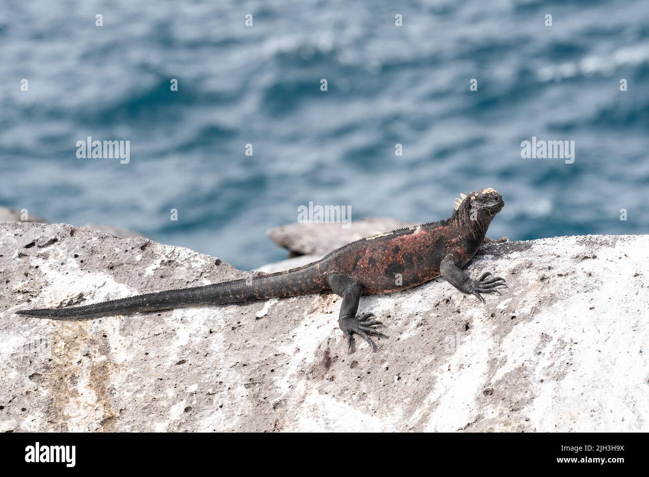 Iguanes marins se bronzant sur les rochers dans les Galapagos Banque D'Images