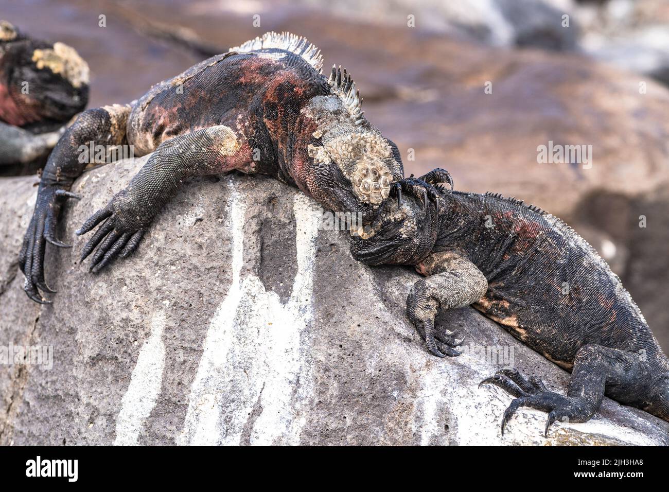 Iguanes marins se bronzant sur les rochers dans les Galapagos Banque D'Images