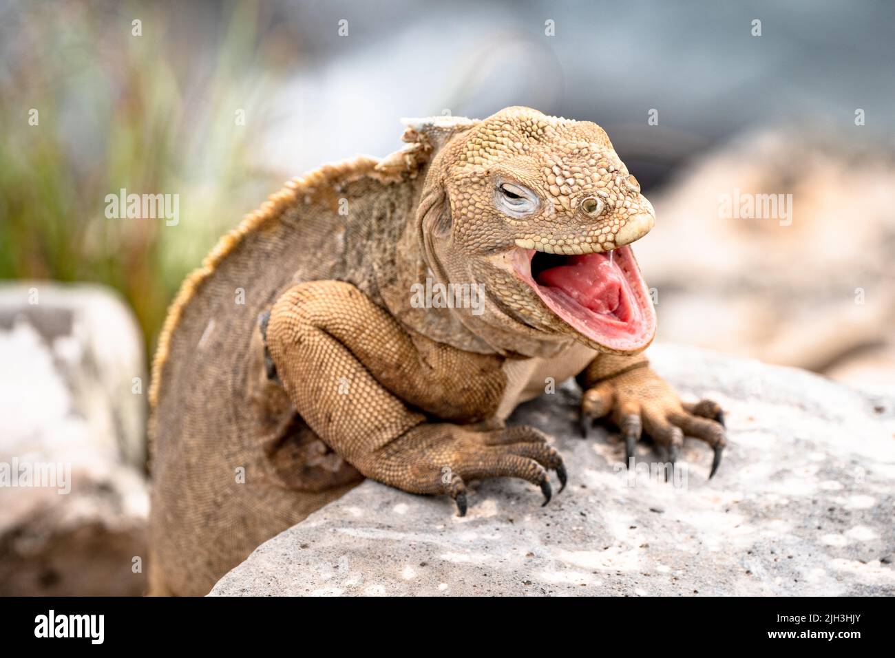 Le lézard de terre de Galapagos qui baille semble rire Banque D'Images