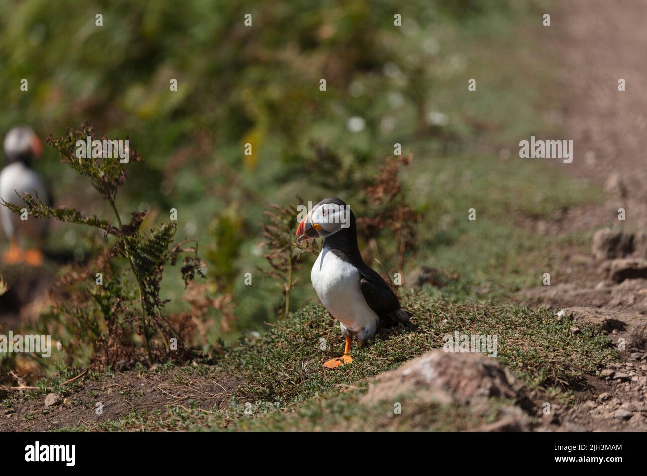 Puffin sur le terrain à Skomer Island, pays de Galles Banque D'Images