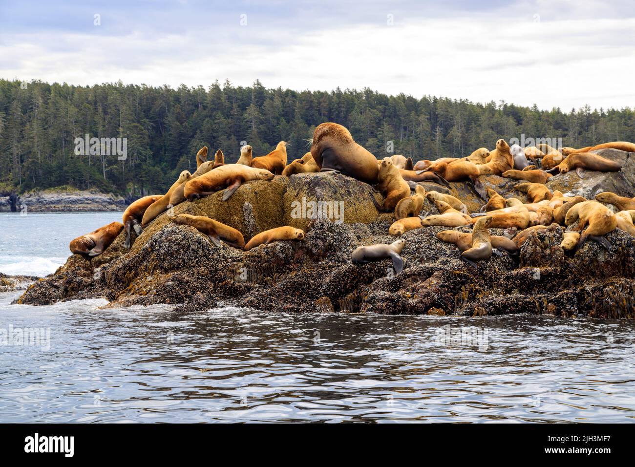 Le lion de mer de Californie est un phoque côtier originaire de l'ouest de l'Amérique du Nord. C'est l'une des six espèces de lions de mer. Son habitat naturel s'étend Banque D'Images