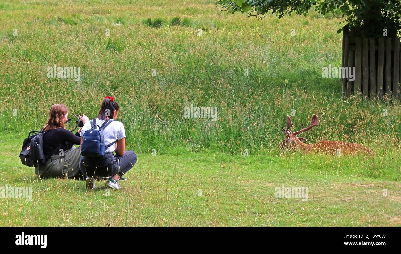 Touristes photographiant des cerfs à Dunham Massey NT, Altrincham, Cheshire, Angleterre, Royaume-Uni, WA14 4SJ Banque D'Images