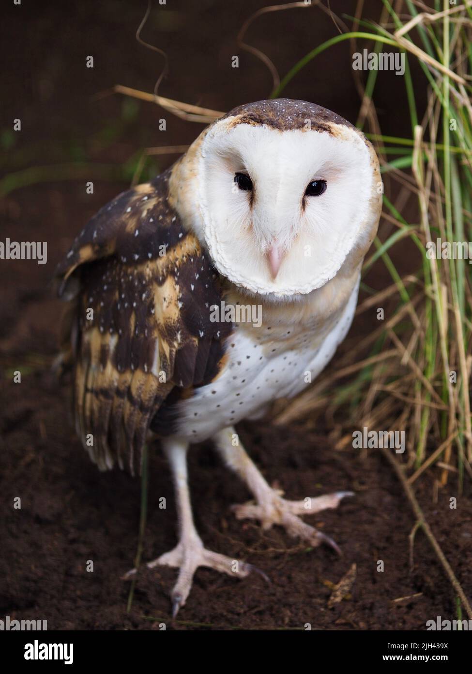 Extraordinaire majestueux hibou de l'est masculin dans une beauté à couper le souffle. Banque D'Images