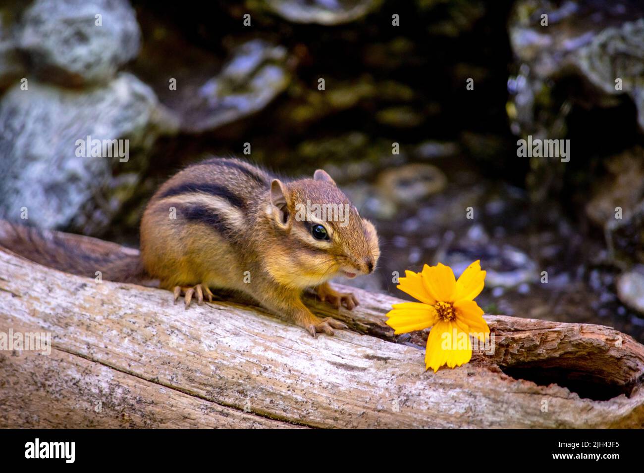 petit chipmunk sur une bûche avec une minuscule fleur jaune Banque D'Images