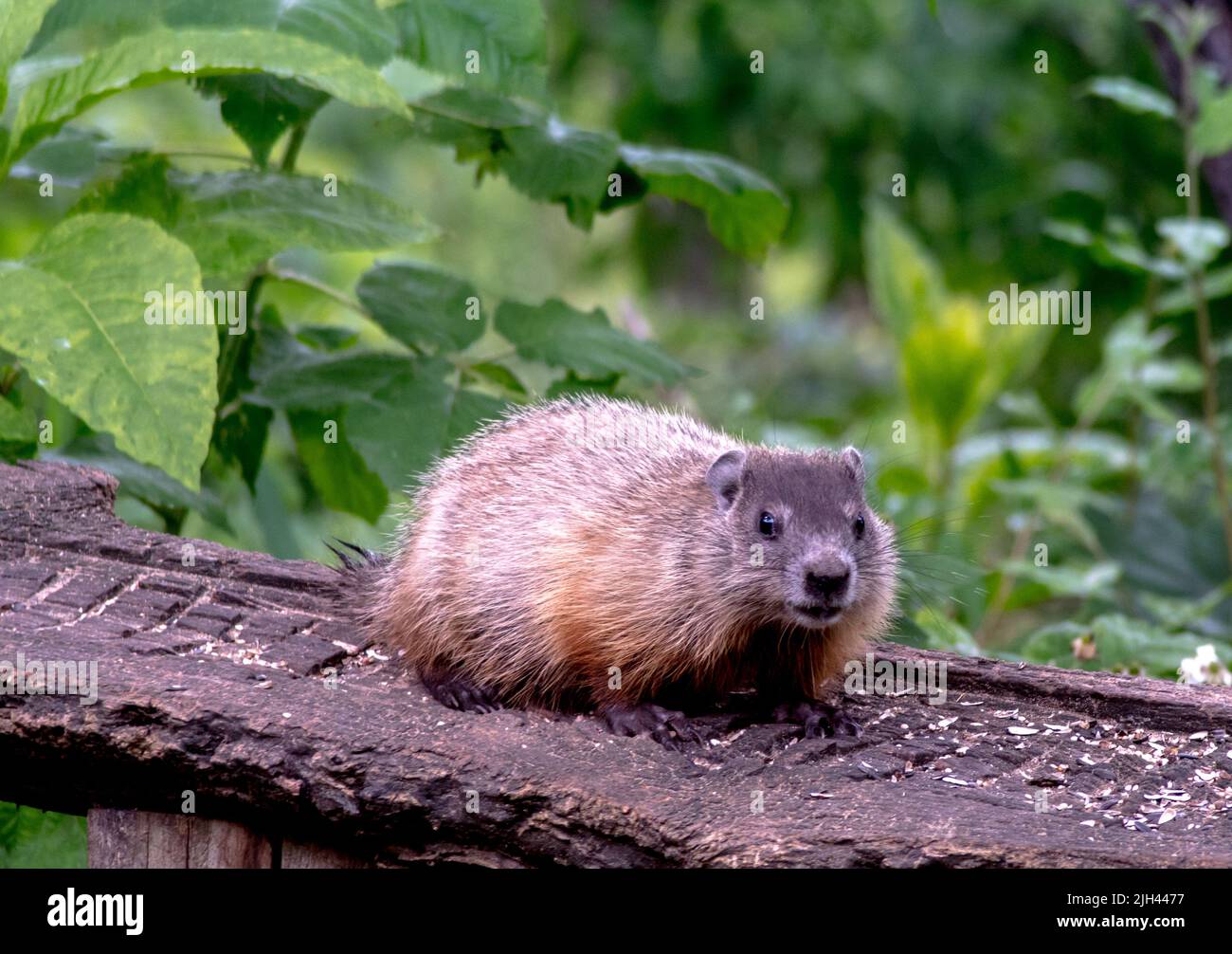 le jeune menuisier chubby repose sur une dalle de bois au centre de la nature et des munches sur les graines et les noix Banque D'Images