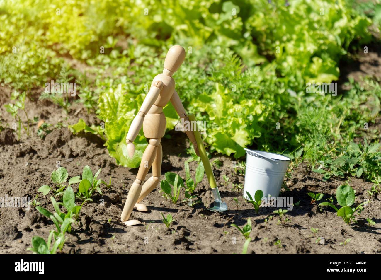 Homme en bois fermier plantant des semis de laitue dans le potager. Concept de jardinage à la maison et de culture de plantes. Banque D'Images