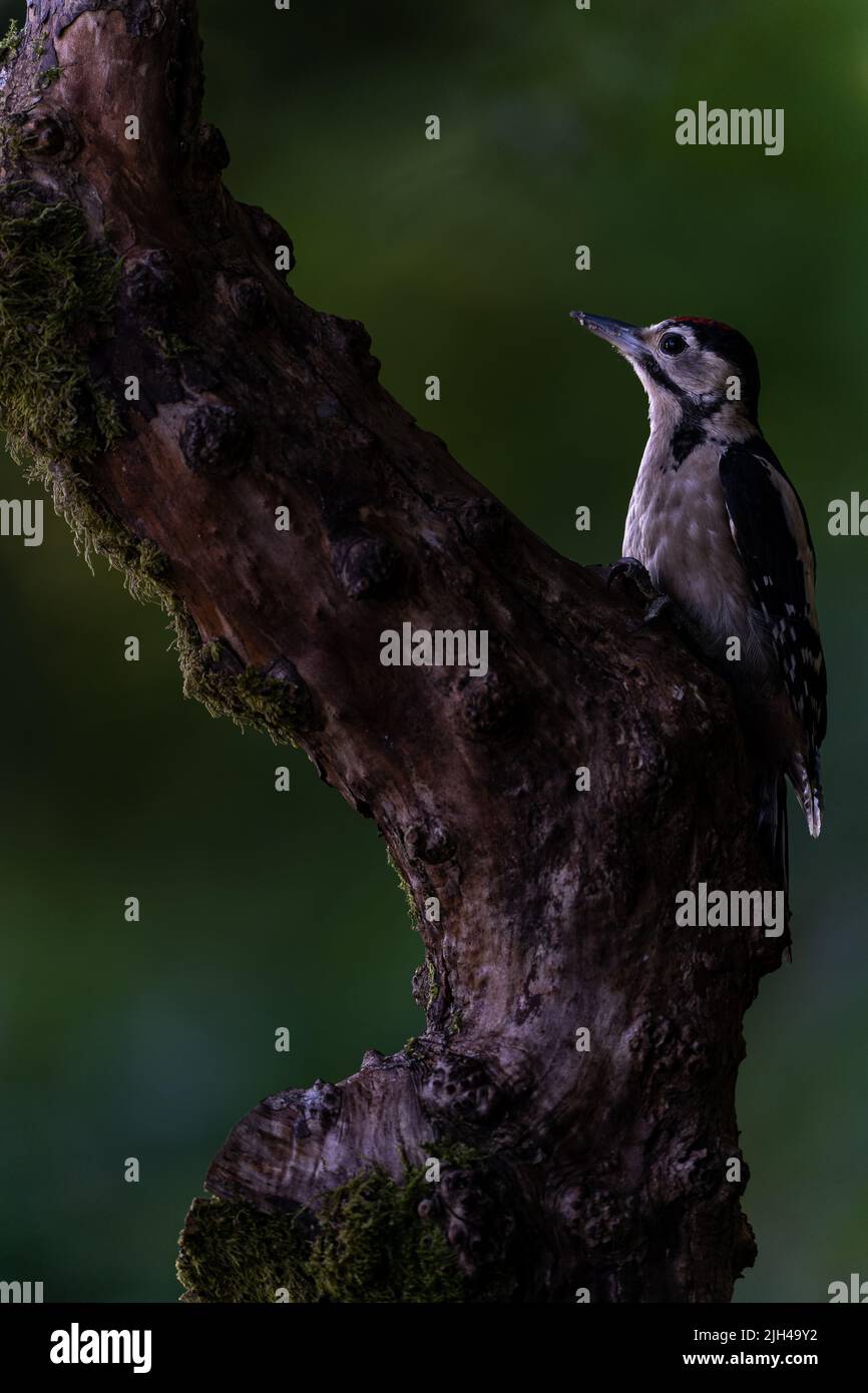 Grand pic à pois (Dendrocopos Major) sur une souche d'arbre, Royaume-Uni Banque D'Images
