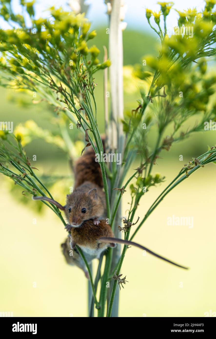 Petite souris de récolte grimpant sur des tiges de plantes vertes dans un habitat naturel Banque D'Images