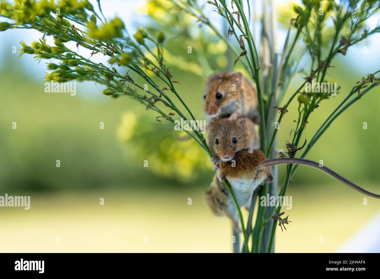 Deux souris de récolte grimpant sur des tiges de plantes vertes dans un habitat naturel Banque D'Images