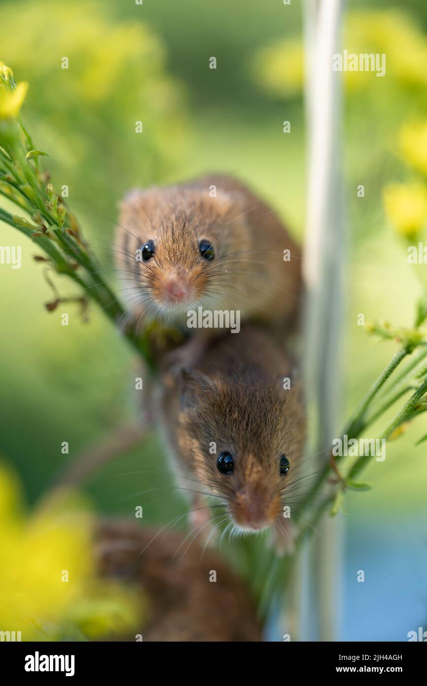 Deux souris de récolte sur tige d'herbe dans l'habitat naturel Banque D'Images