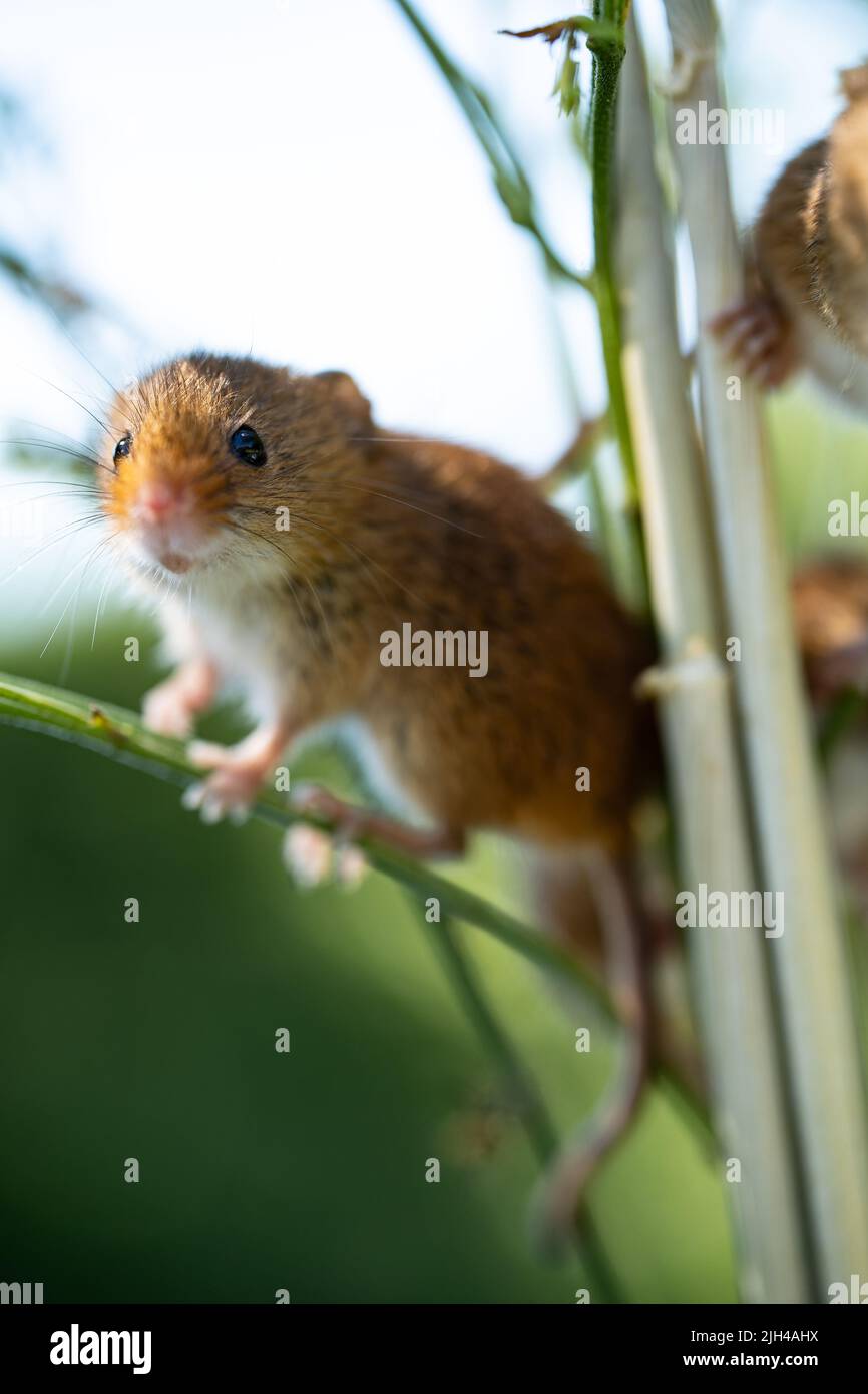 Récoltez la souris grimpant sur la tige de la plante verte dans l'habitat naturel Banque D'Images
