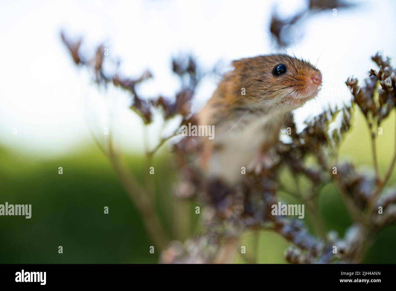 Récoltez la souris perchée parmi les graminées sauvages et les têtes de graines dans la campagne du Dorset Banque D'Images Récoltez la souris perchée parmi les graminées sauvages et les têtes de graines dans la campagne du Dorset Banque D'Images