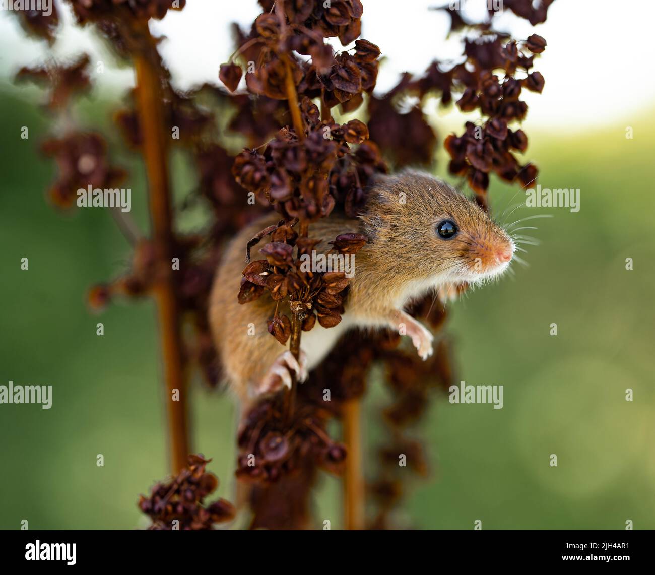 Eurasian Harvest Mouse (Micromys minutus) plantes grimpantes, Royaume-Uni Banque D'Images